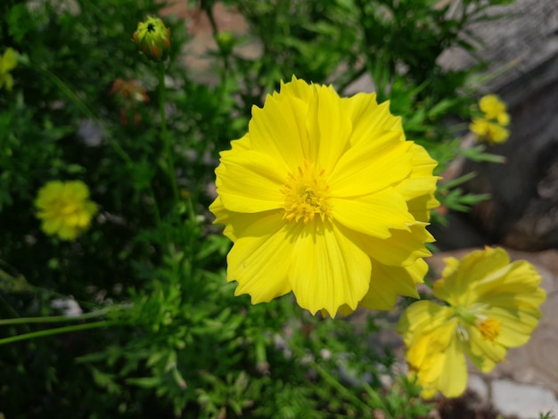 a yellow flower with a yellow center that says " wild ".