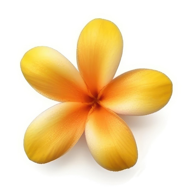 A yellow flower with a yellow center and the word " hibiscus " on it.