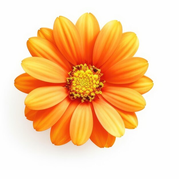 A yellow flower with a yellow center and the yellow center