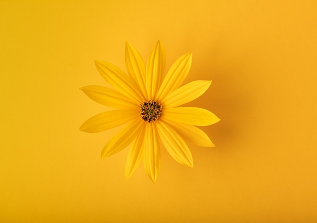 Yellow flower on a yellow background monochrome minimalism flat lay