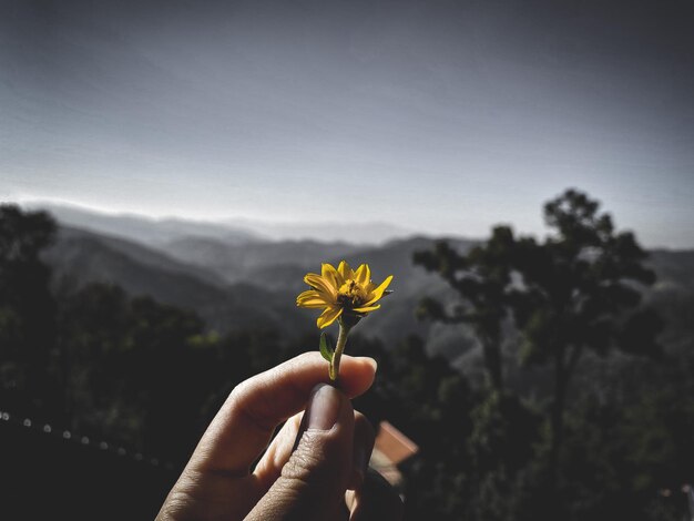 Photo yellow flower