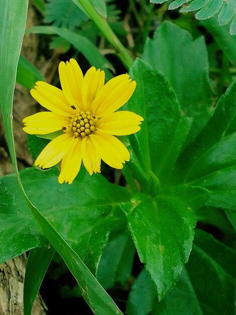 Yellow flower