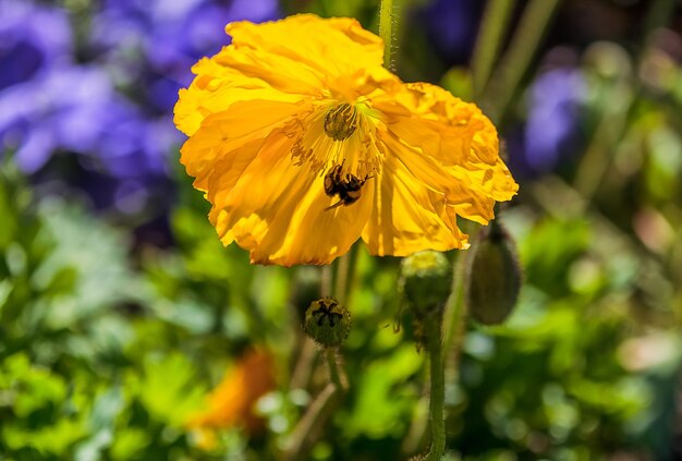 Foto fiore giallo