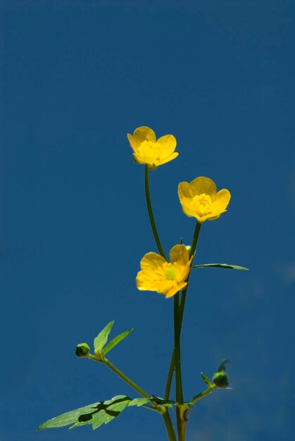 사진 노란 꽃
