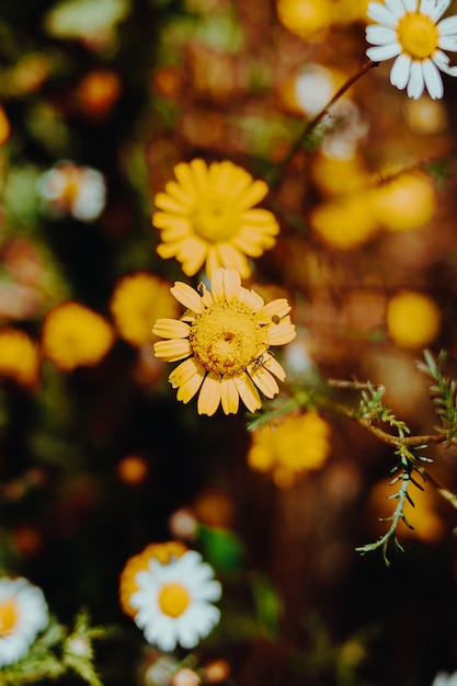 Yellow flower