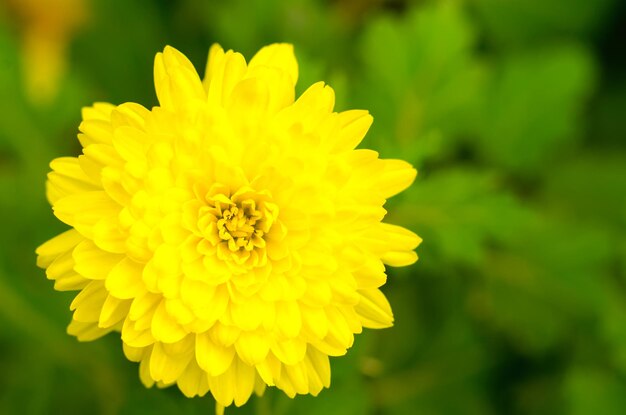 Yellow flower