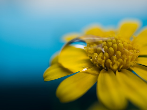 黄色の花