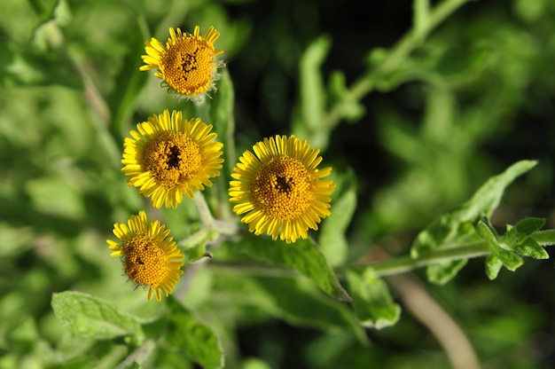 Yellow flower