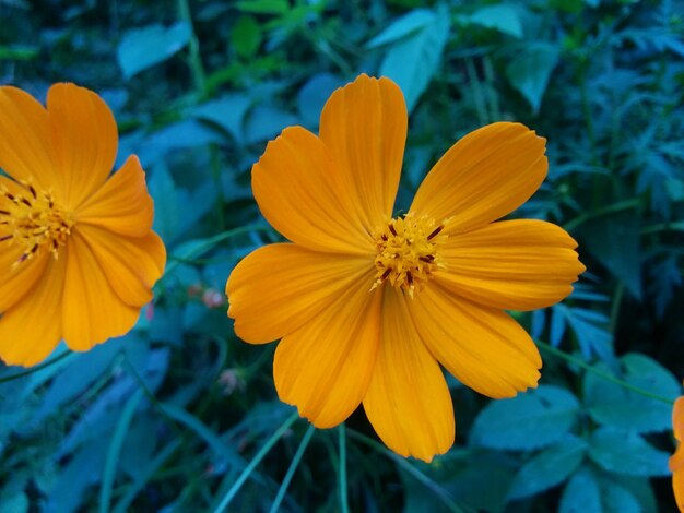 Yellow Flower