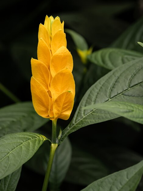 Yellow flower 