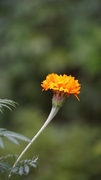 Photo yellow flower