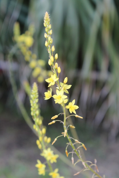 Photo yellow flower