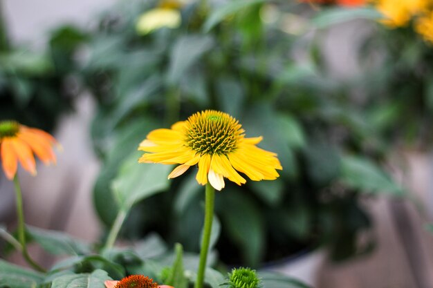 Yellow Flower