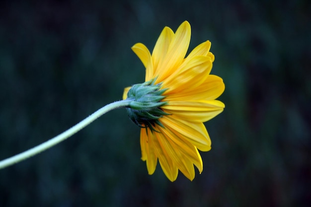 Yellow flower