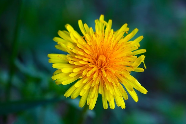 A yellow flowering dandelion in a meadow in the spring