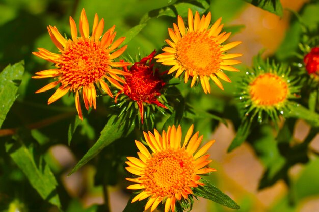 Yellow flowering flowers in the park in the spring Posy