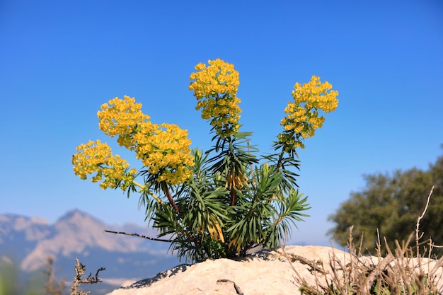 Yellow flowering plant against clear blue sky