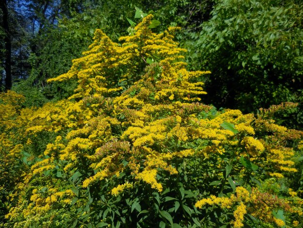 Yellow flowering plant in forest