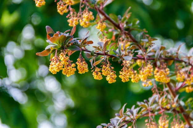 Yellow flowering plant of Thunberg's barberry Berberis thunbergii also known as the Japanese barberry or red barberry Barberry shrub in park blooms with yellow flowers