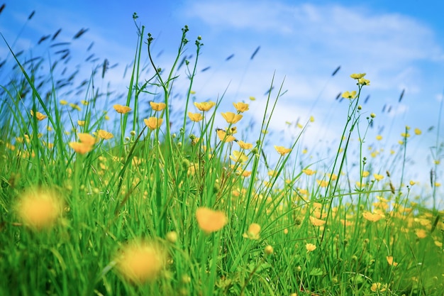 Photo yellow flowering plants against sky