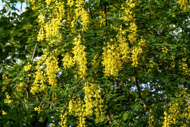 Photo yellow flowering plants against trees