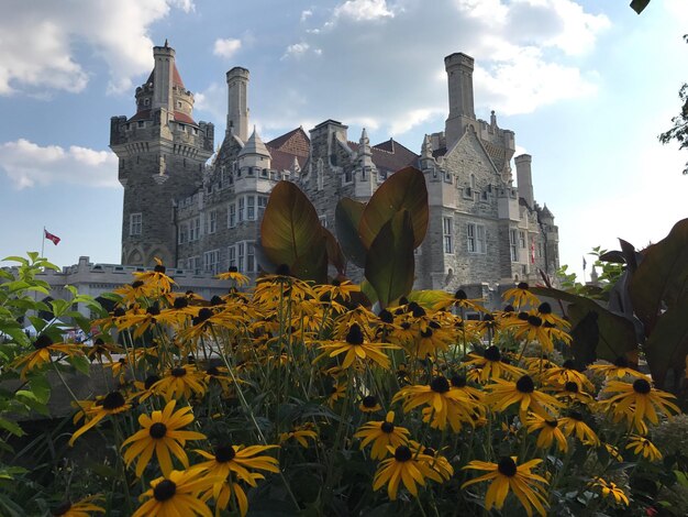 Photo yellow flowering plants and buildings against sky