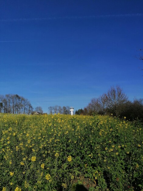 Yellow flowering plants on field against blue sky