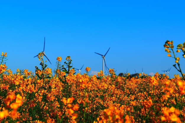 Yellow flowering plants on field against clear blue sky
