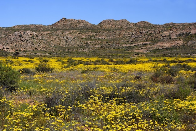 Photo yellow flowering plants on field against clear sky