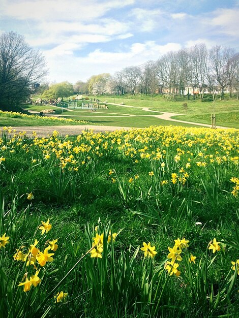 Yellow flowering plants on field against sky