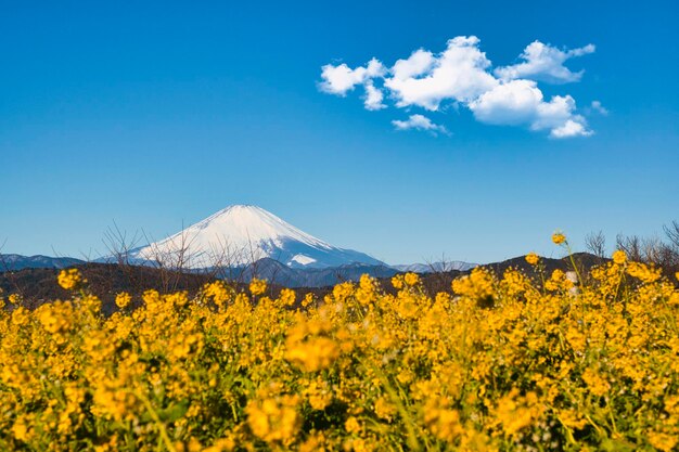 Yellow flowering plants on field against sky