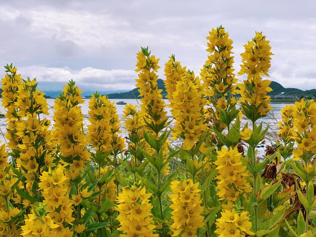 Foto piante gialle a fiori sul campo contro il cielo