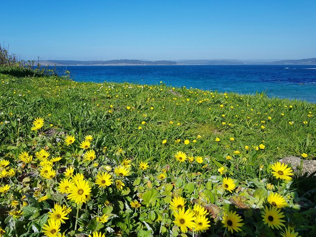 Желтые цветущие растения на поле у моря на фоне ясного неба