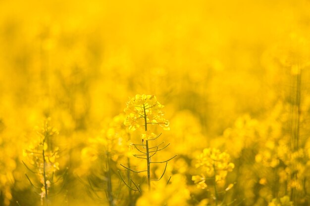 Yellow flowering plants on field