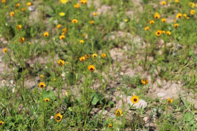 Photo yellow flowering plants on field