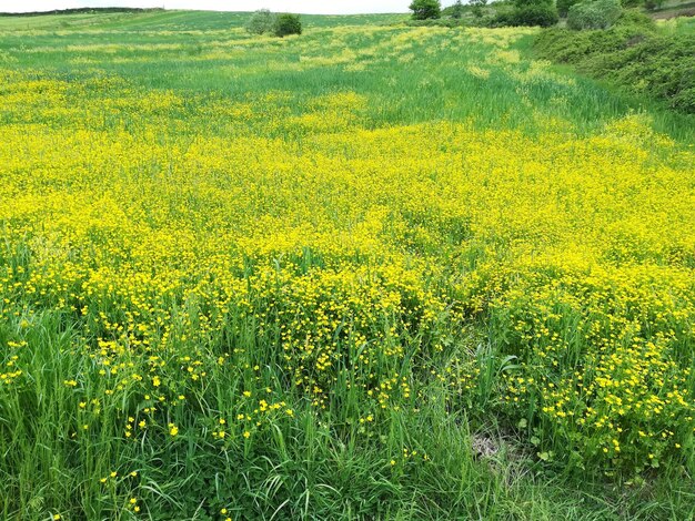 Yellow flowering plants on field