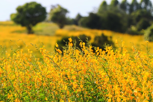 Yellow flowering plants on field