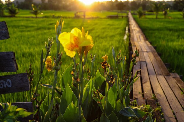 Yellow flowering plants on field