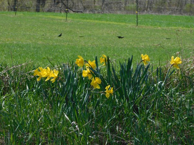 Yellow flowering plants on field