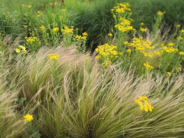 Yellow flowering plants on field