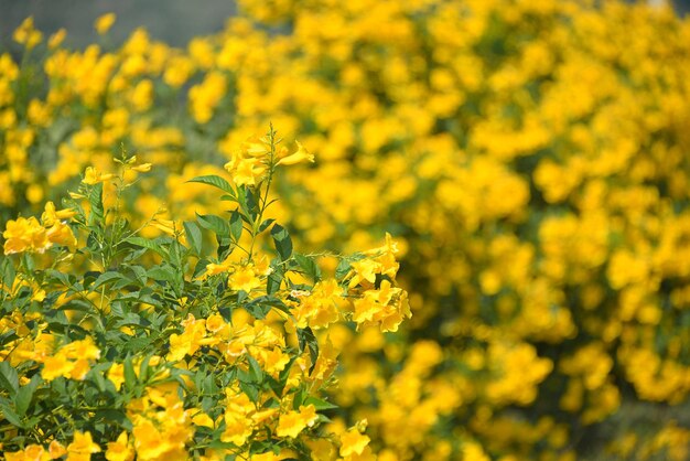 Yellow flowering plants on field