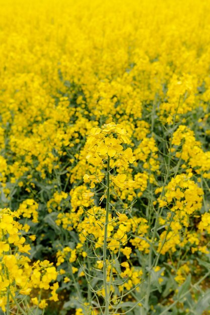 Yellow flowering plants in field