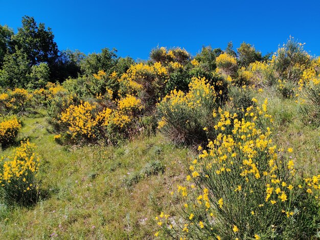 Yellow flowering plants on field