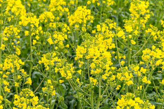 Yellow flowering plants in field