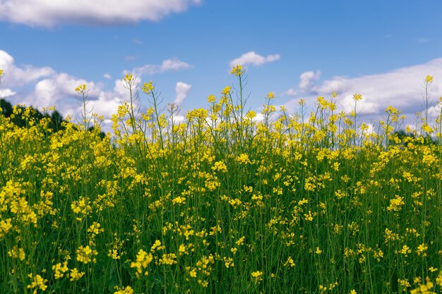 Photo yellow flowering plants growing on field against sky