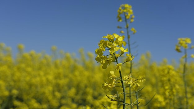 Фото Желтые цветущие растения на поле на фоне неба