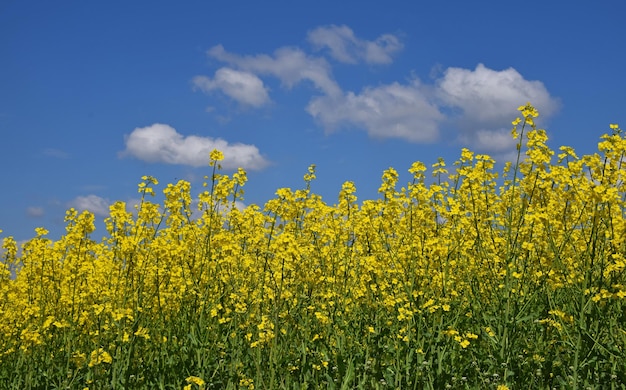 写真 空を背景に野原で黄色い花をかせる植物