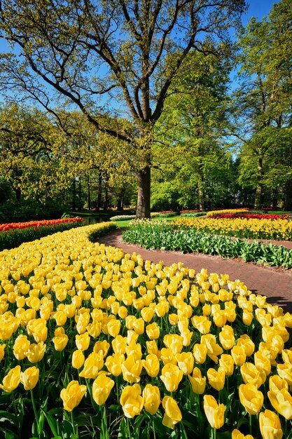 Photo yellow flowering plants in park