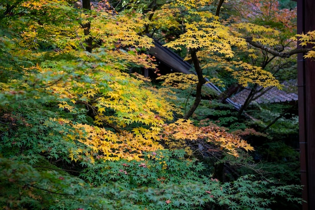 Yellow flowering plants and trees during autumn