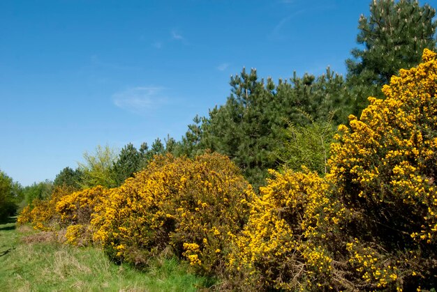 Yellow flowering plants and trees on field against sky